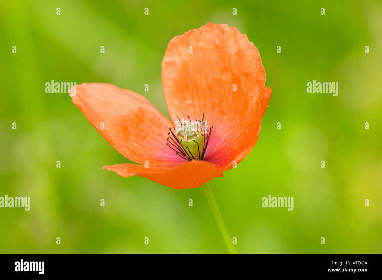 Testa lungo il papavero papaver dubium Foto Stock
