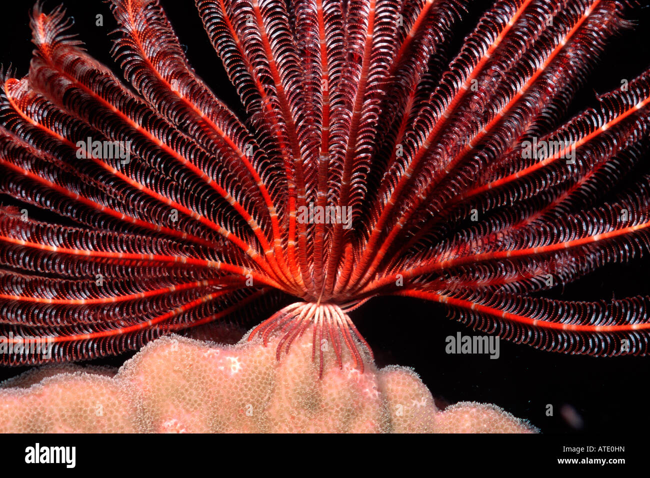 Feather star Stephanometra sp le loro braccia si distenda di notte per filtrare il plancton dall'acqua Fiji Indo Pacific Foto Stock