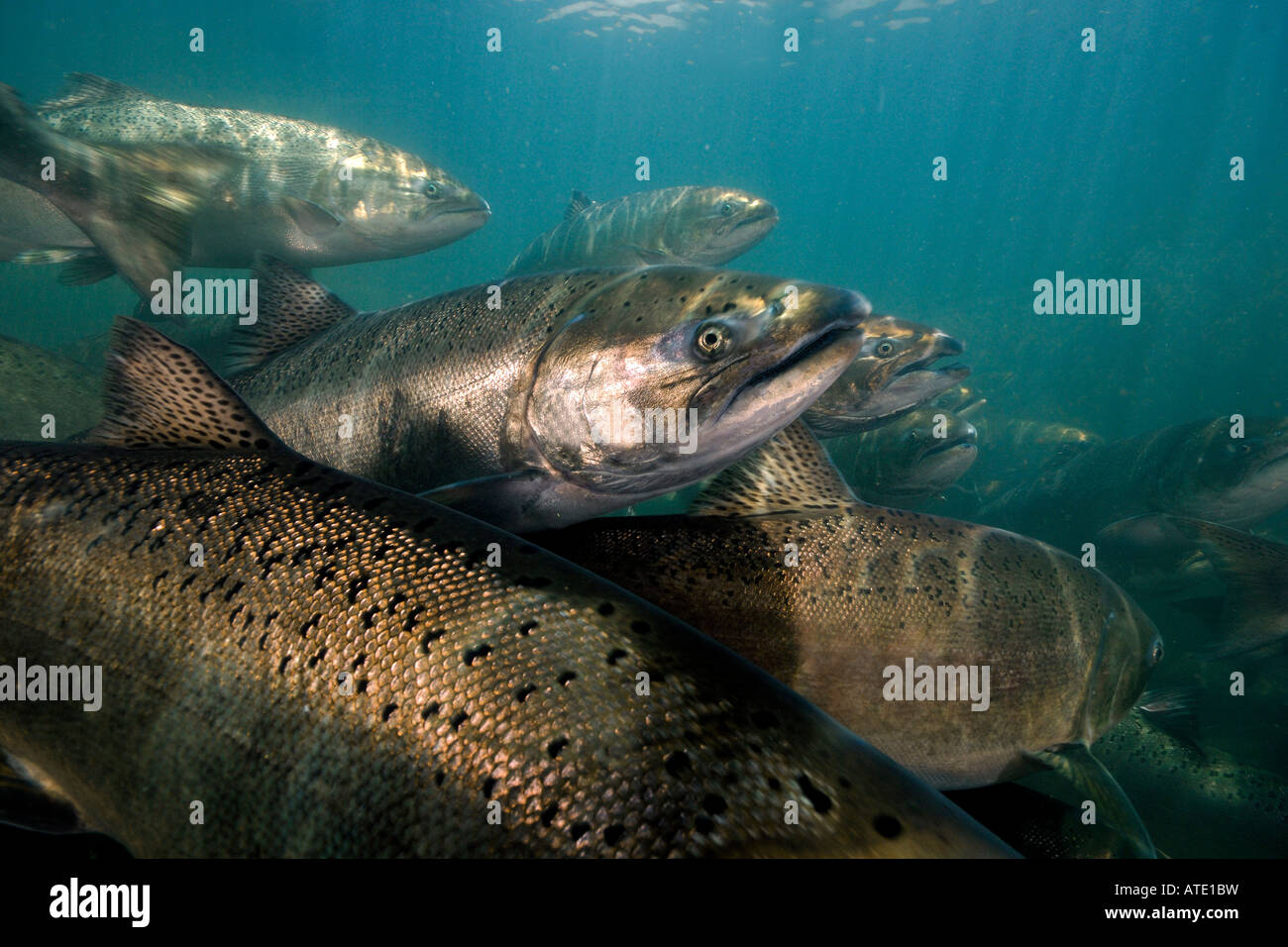 La Chinook o salmone King Oncorhynchus tshawytscha Rogue River Oregon Foto Stock La Chinook o salmone King Oncorhynchus tshawytscha Rogue River Oregon Foto Stock