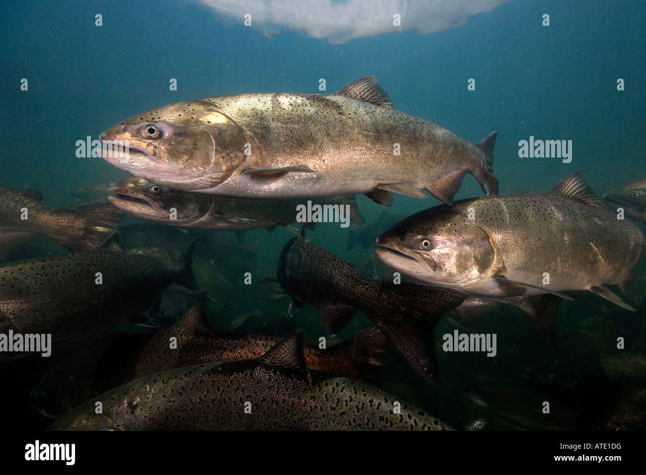 La Chinook o salmone King Oncorhynchus tshawytscha Rogue River Oregon Foto Stock