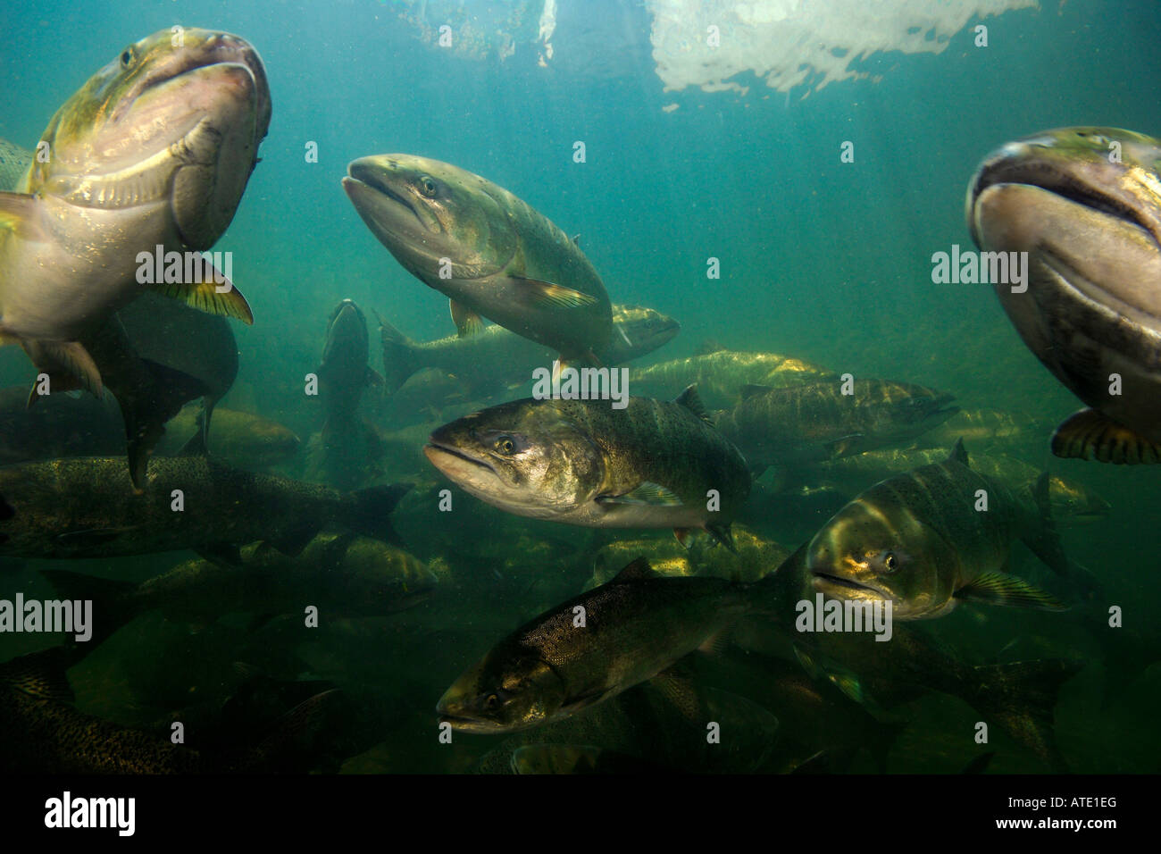 La Chinook o salmone King Oncorhynchus tshawytscha Rogue River Oregon Foto Stock