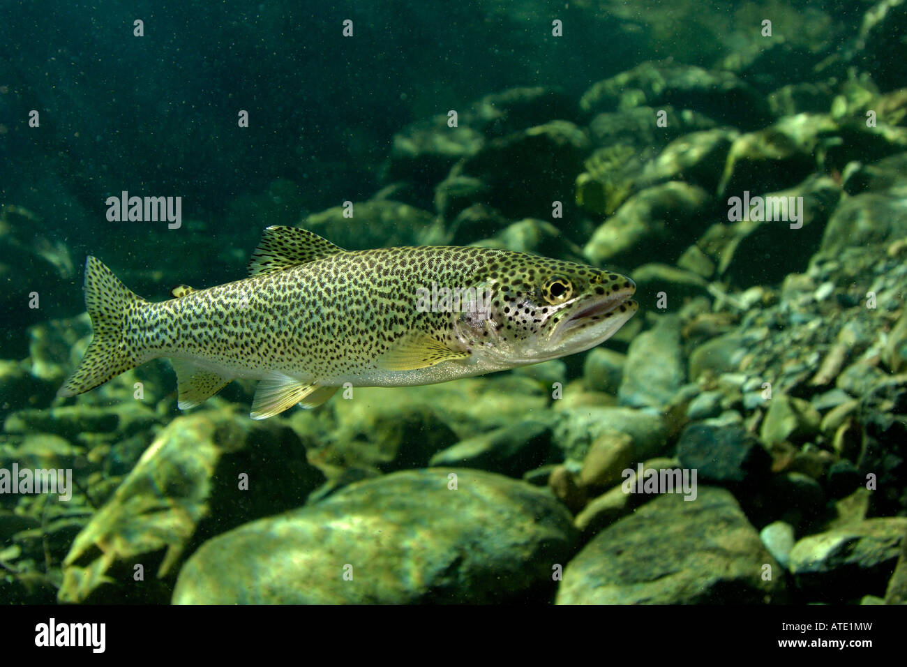 Spietato costiere Trout Oncorhynchus clarki clarki Smith River California Foto Stock