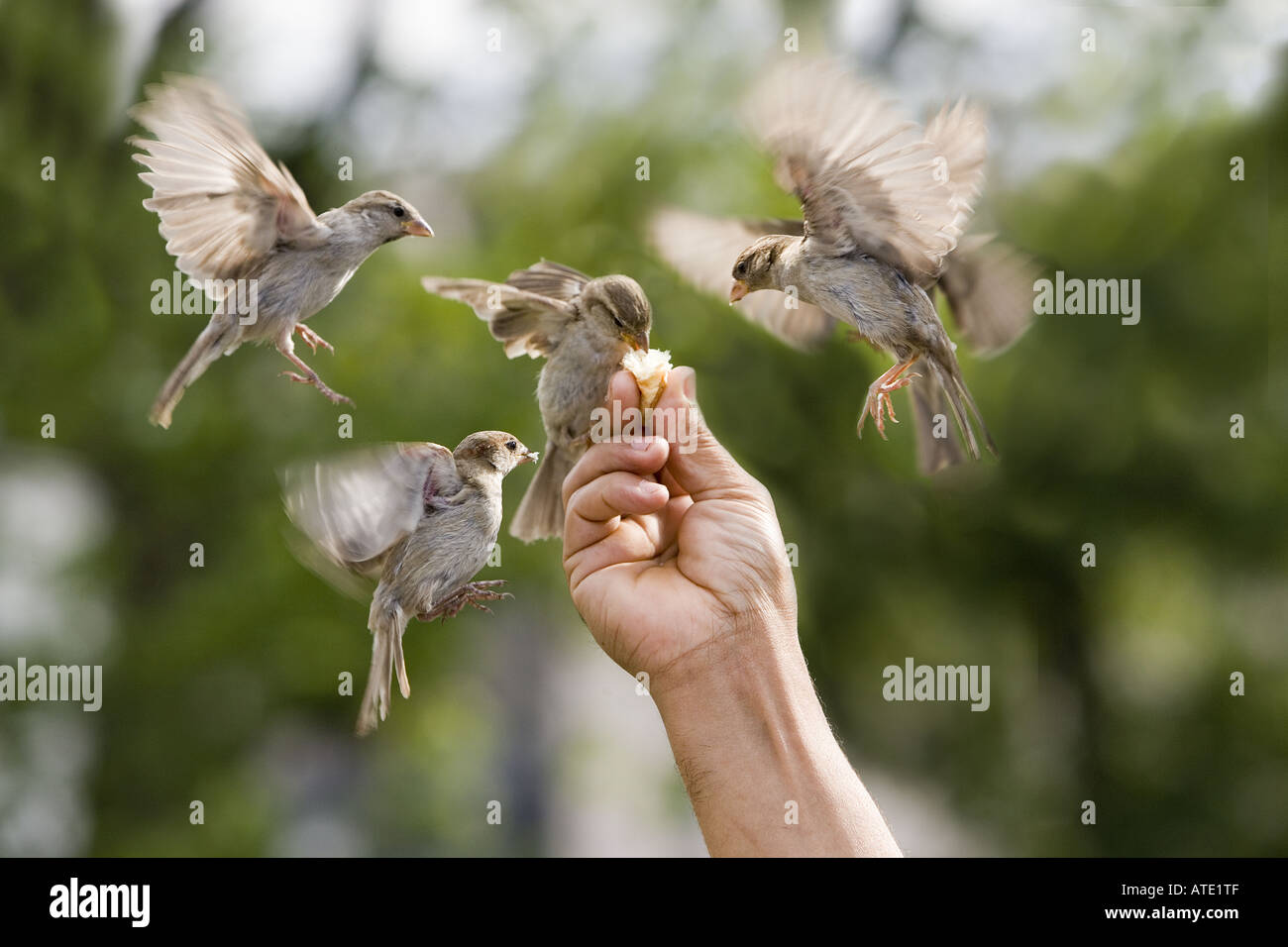 Gli uccelli prendendo il cibo da una mano, Parigi, Francia Foto Stock