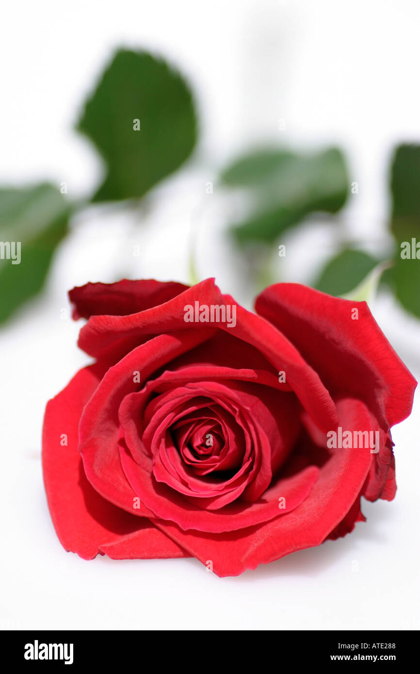 Segreto. Una pura, deep red rose, velluto morbidezza Foto Stock