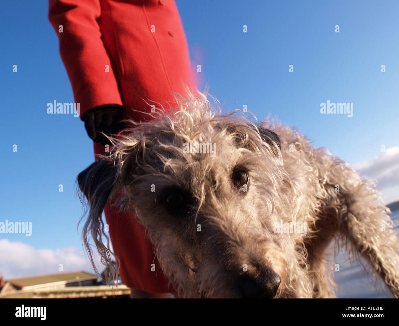 Lucky vecchio cane Shaggy Foto Stock