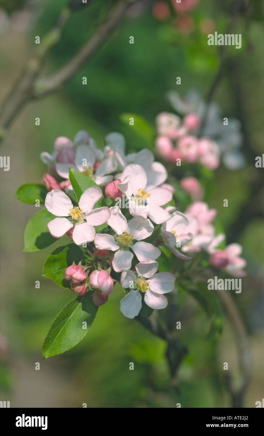 Apple Blossom in primavera Foto Stock