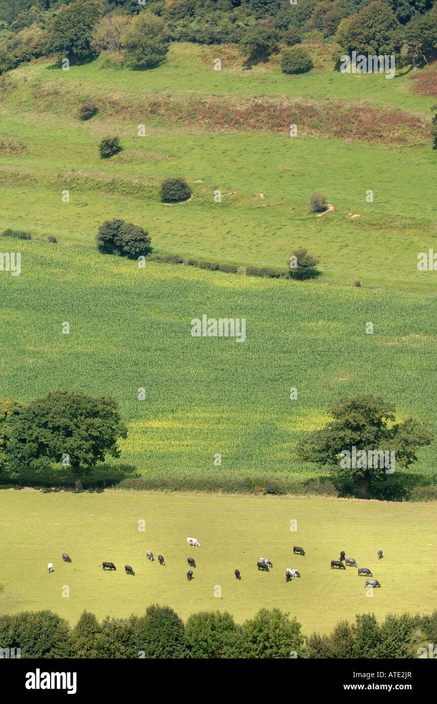 Vista di un COTSWOLD VALLEY VICINO A ULEY nel Gloucestershire con il pascolo di VACCHE DA LATTE NEL REGNO UNITO Foto Stock