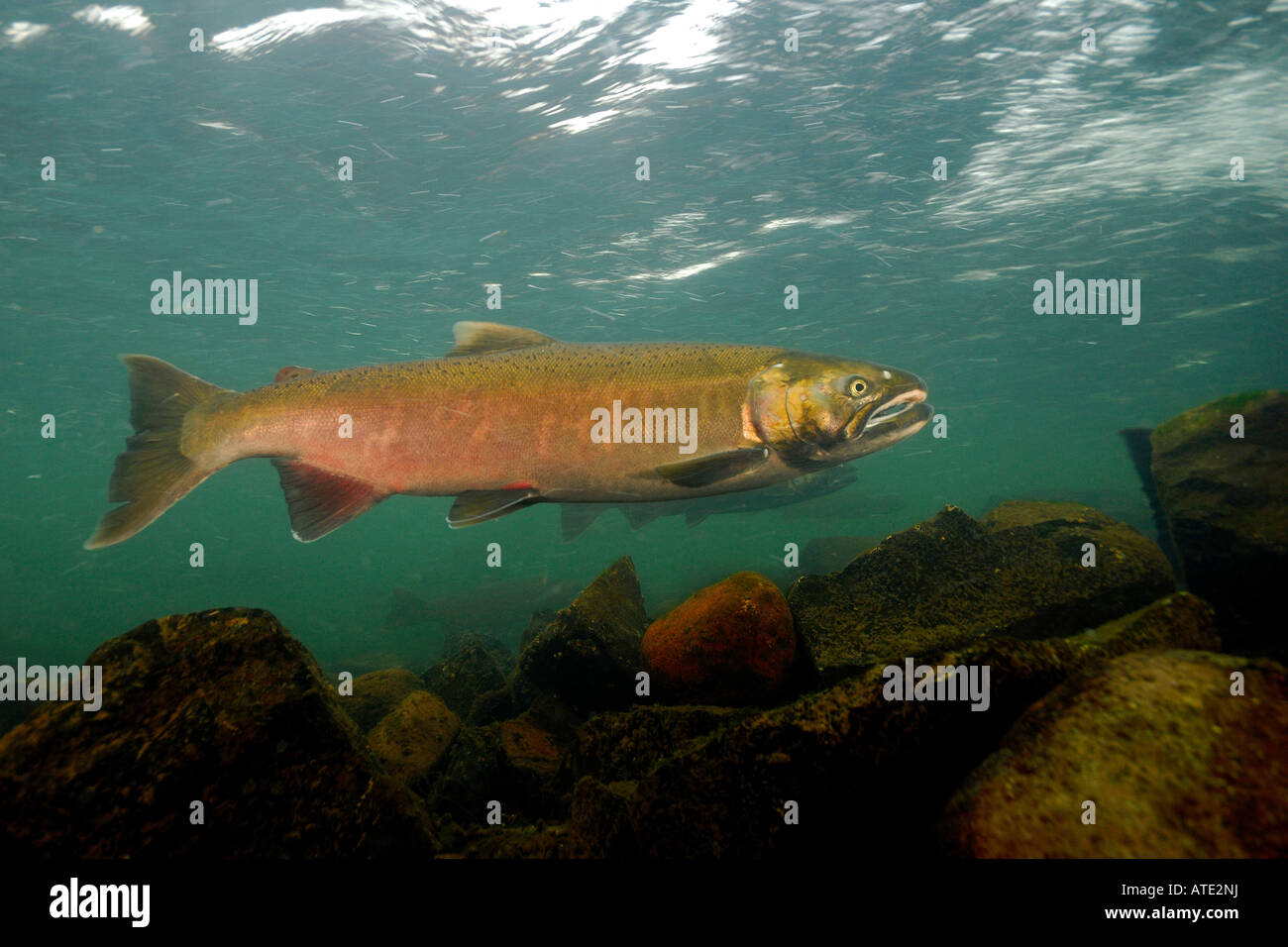 Coho o Salmone Argento Oncorhynchus kisutch Rogue River Oregon Foto Stock