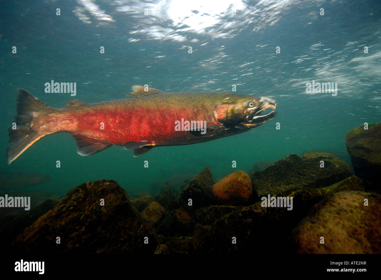 Coho o Salmone Argento Oncorhynchus kisutch Rogue River Oregon Foto Stock
