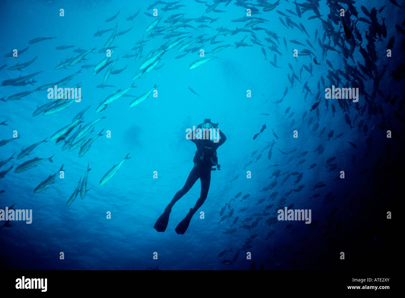 Jack obeso Caranx sexfasciatus con diver Cocos Island Oceano Pacifico Foto Stock