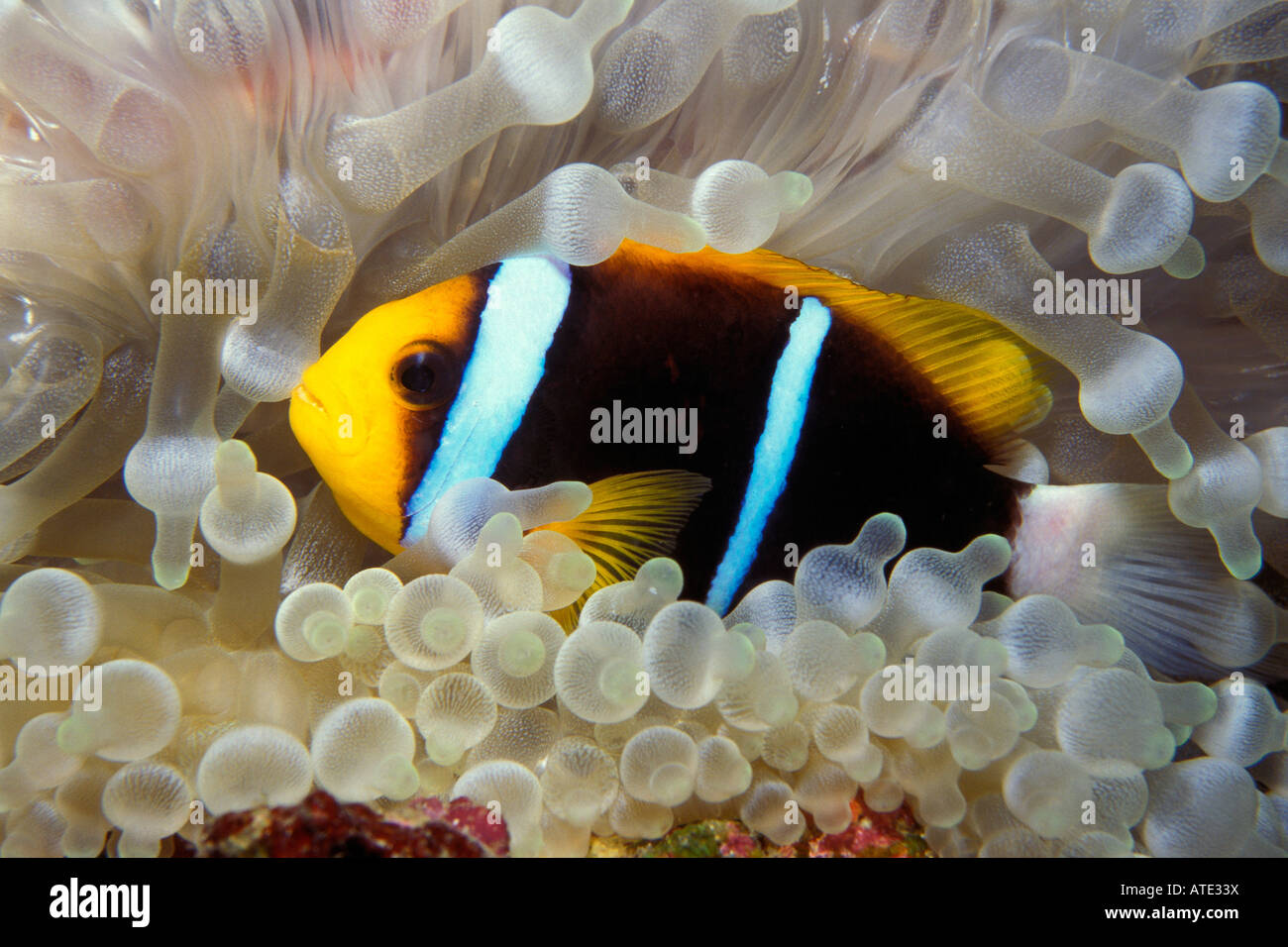 Pinna arancione anemonefish Amphiprion chrysopterus Figi Oceano Pacifico Foto Stock