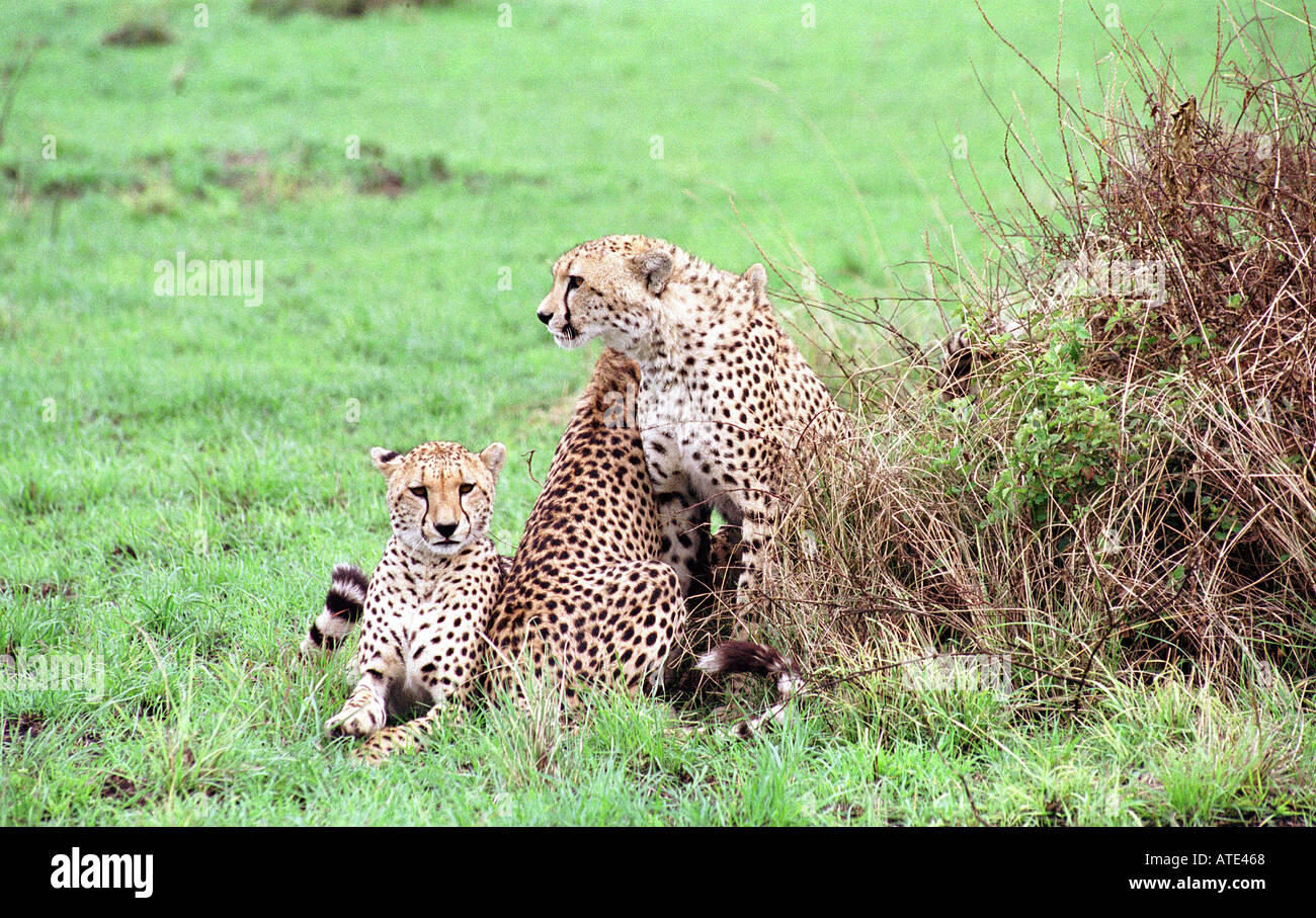 Tre fratelli ghepardo nel Masai Mara Kenya Foto Stock