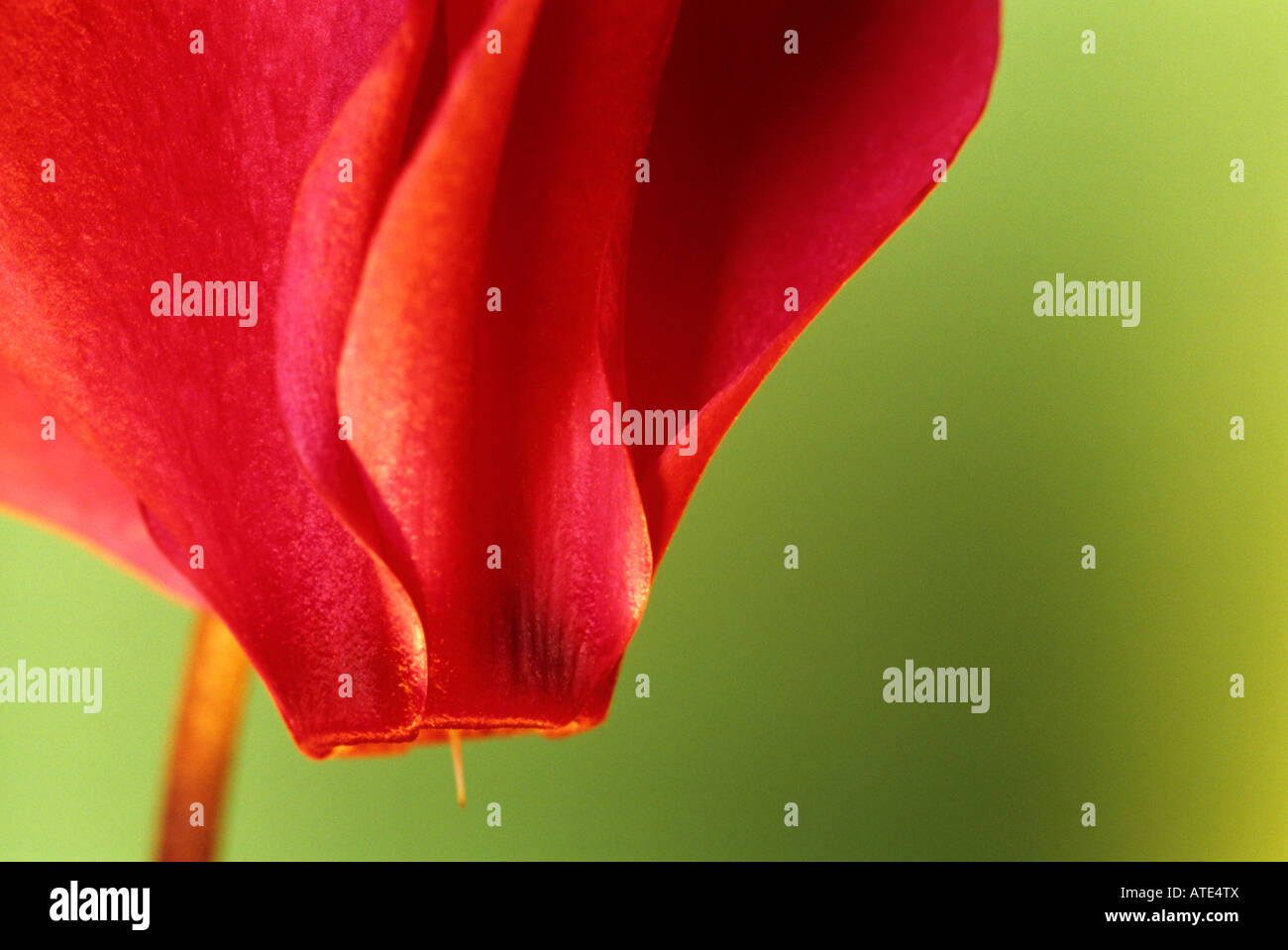 Little Red ciclamino Foto Stock