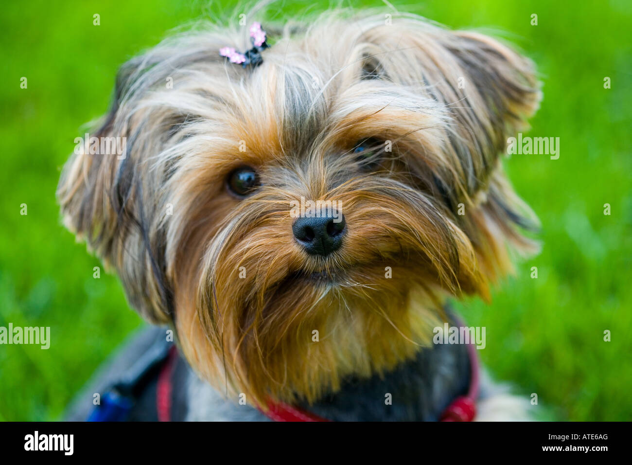Yorkshire terrier a Santa Barbara, California Foto Stock