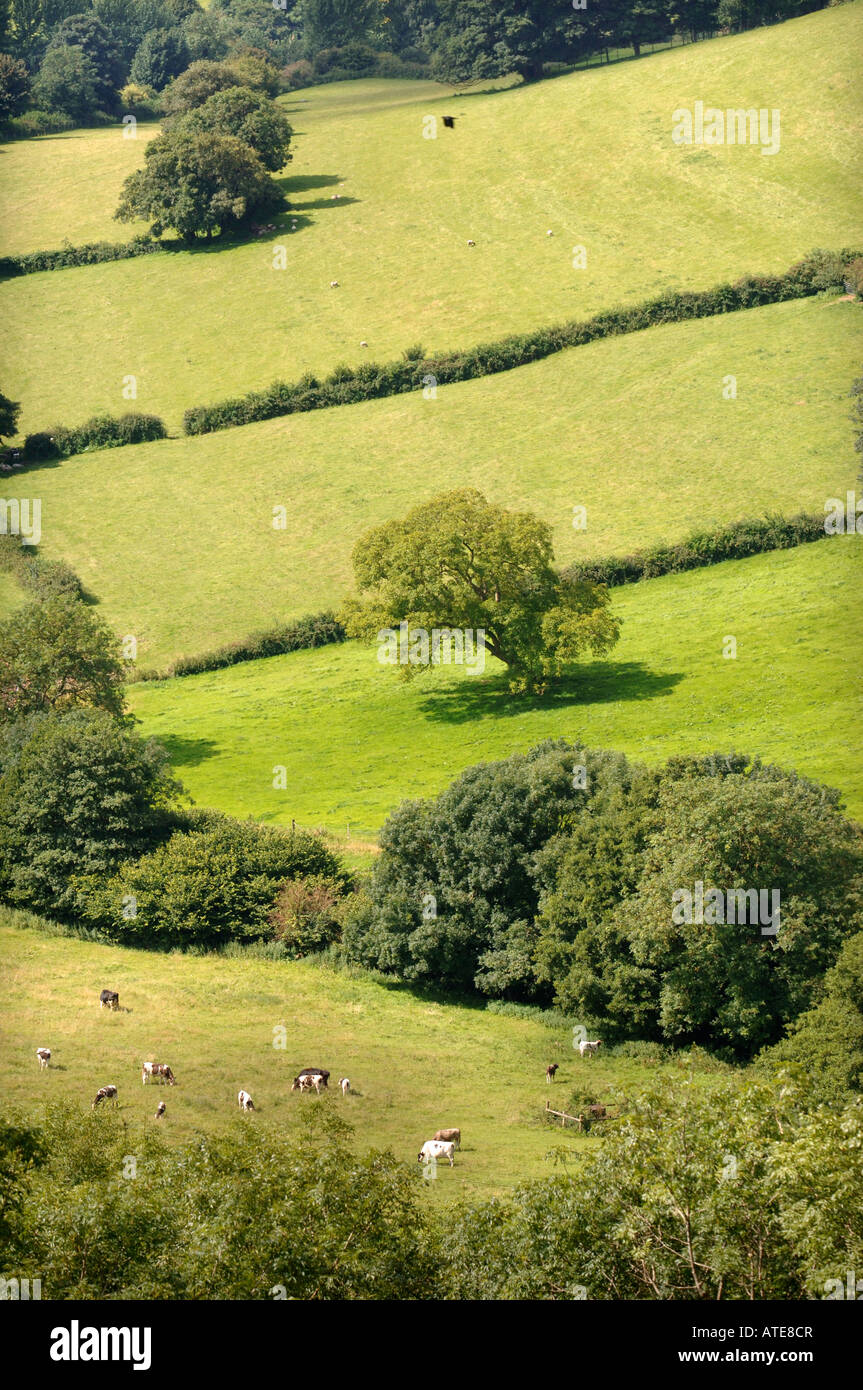 Vista di un COTSWOLD VALLEY VICINO A ULEY nel Gloucestershire con il pascolo di VACCHE DA LATTE NEL REGNO UNITO Foto Stock