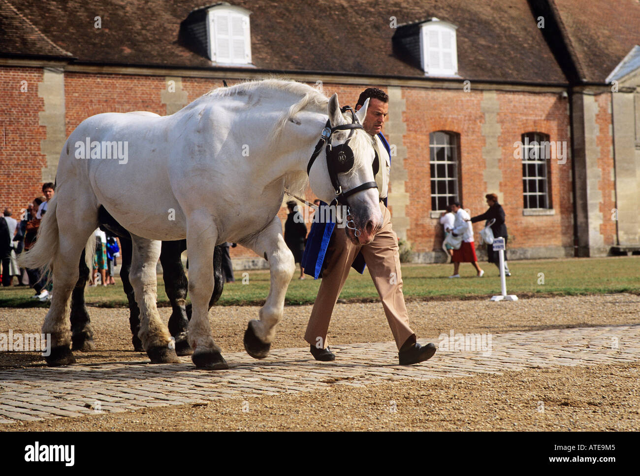 Un Americano Percheron essendo trotted passato gli spettatori in occasione di una giornata aperta al display il Haras du Pin uno del più famoso allevamento di cavalli stabilimenti in Francia con gli edifici stabili e grande casa padronale dietro Foto Stock
