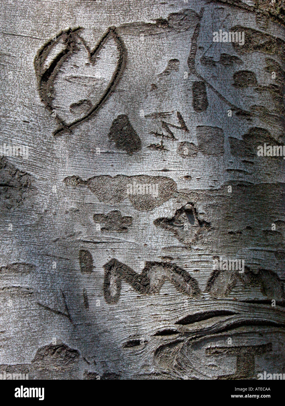Close up di corteccia di albero con incisioni Foto Stock