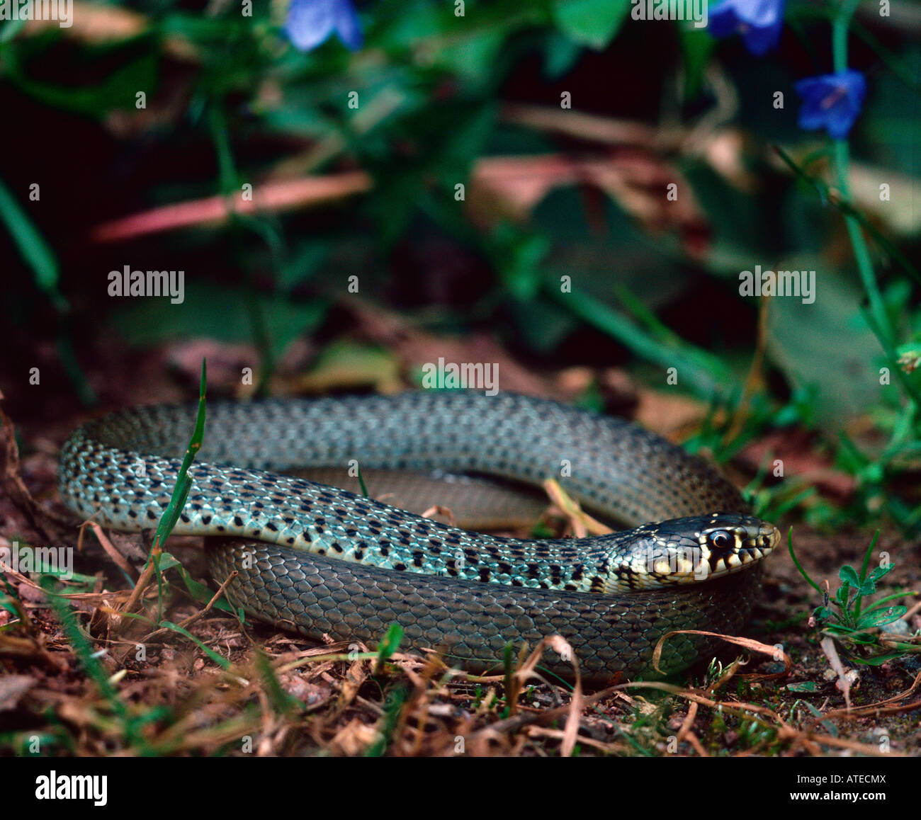 Frusta balcanica-serpente Foto Stock