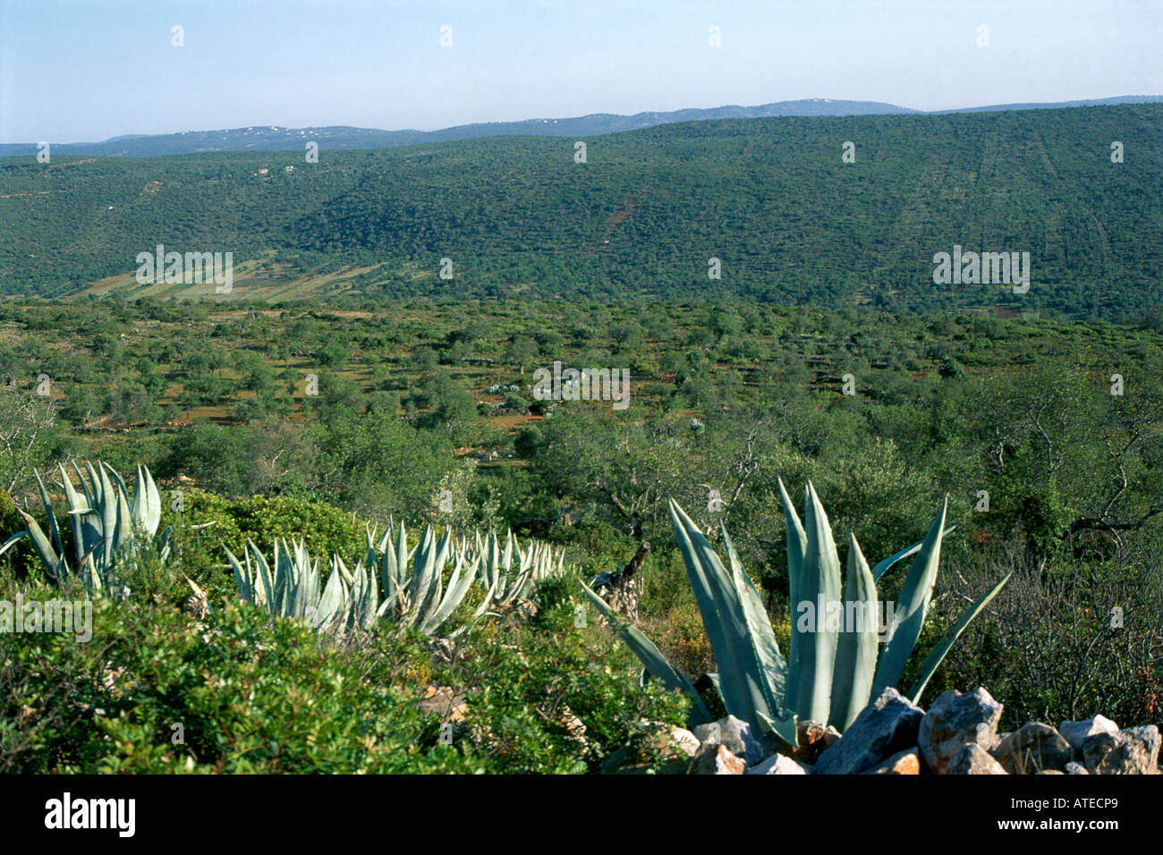 Asciutto e paesaggi vuoti del Barrocal forniscono l'habitat ideale per la fauna selvatica Foto Stock