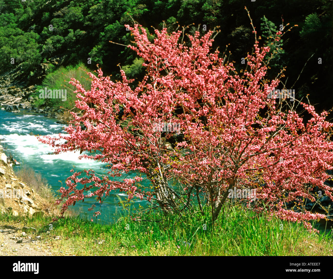 Redbud tree in piena fioritura lungo le rive del fiume della Trinità nella California settentrionale Foto Stock