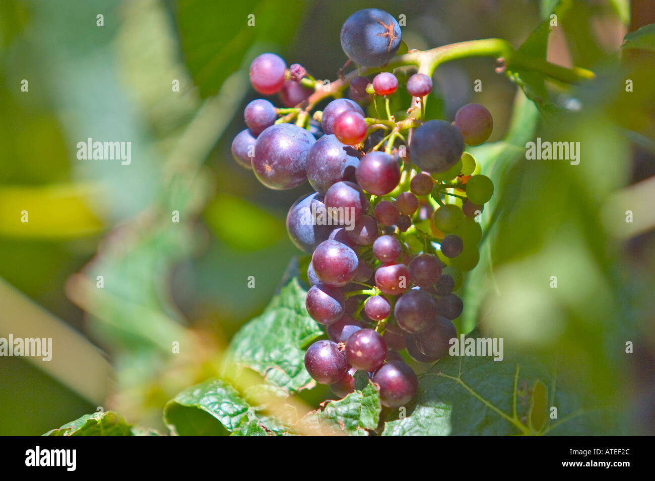 Il merlot maturazione delle uve sulla pianta Foto Stock