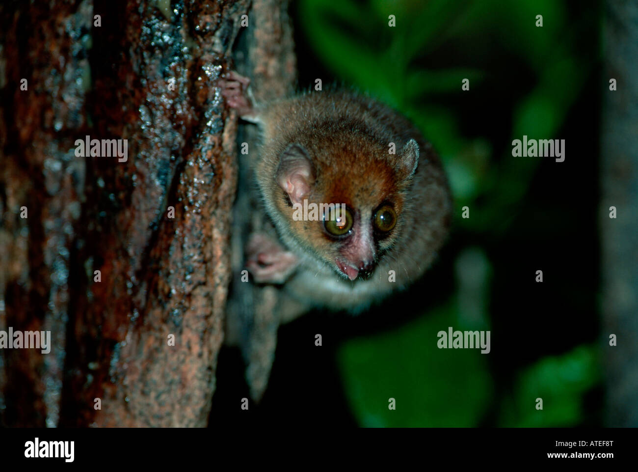 Brown Mouse Lemur / Russet lemure del Mouse Foto Stock