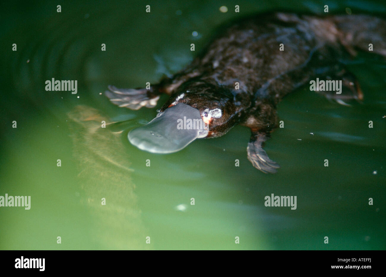 Duck-fatturati Platypus / Schnabeltier Foto Stock