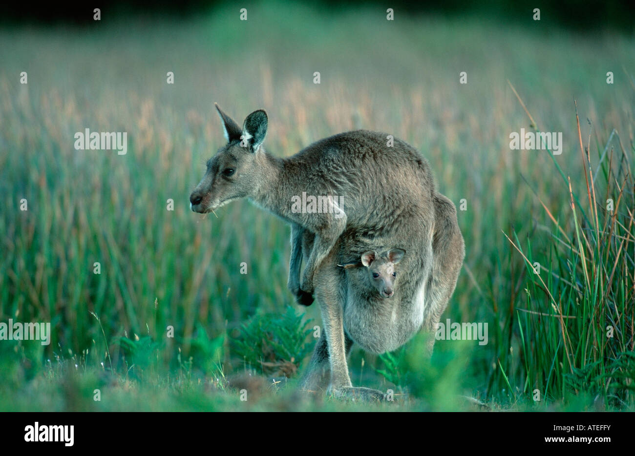 Orientale Canguro grigio / Graues Riesenkaenguruh Foto Stock