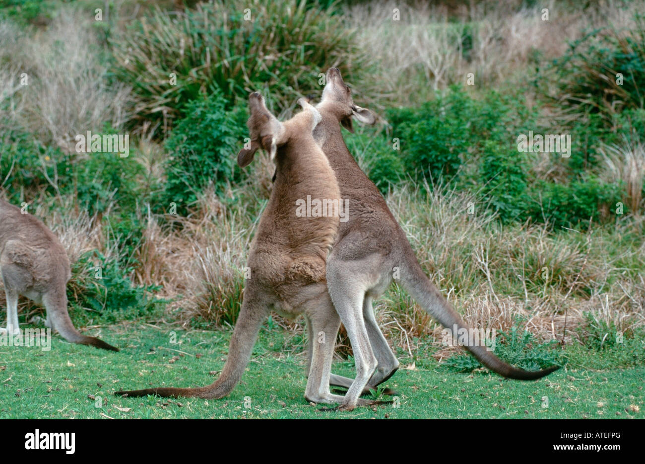 Orientale Canguro grigio / Graues Riesenkaenguruh Foto Stock