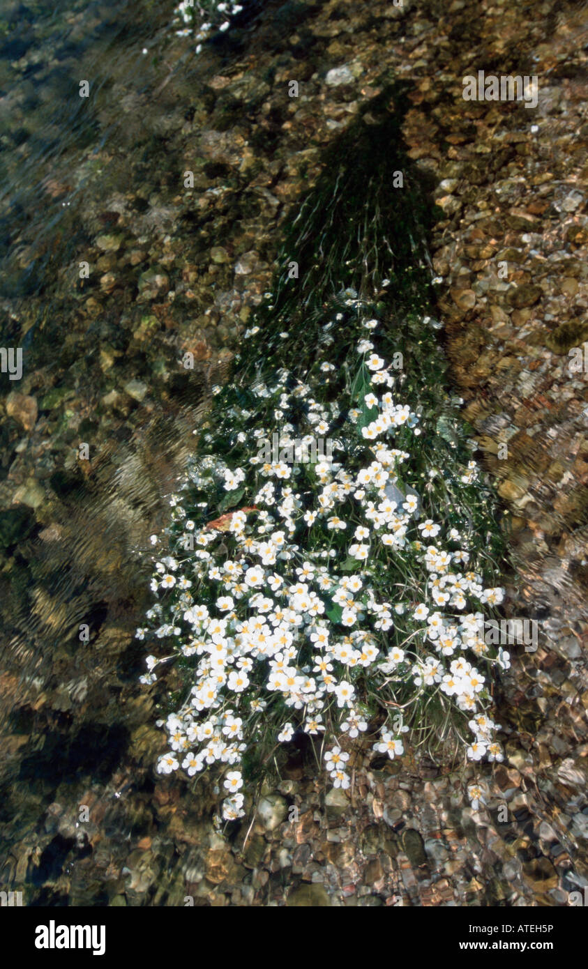 Acqua di fiume Stella Foto Stock