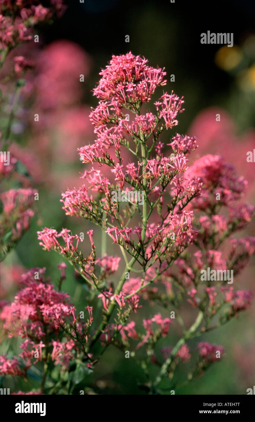 Red Valeriana / Sperone Valeriano / Giove / barba Rote Spornblume Foto Stock