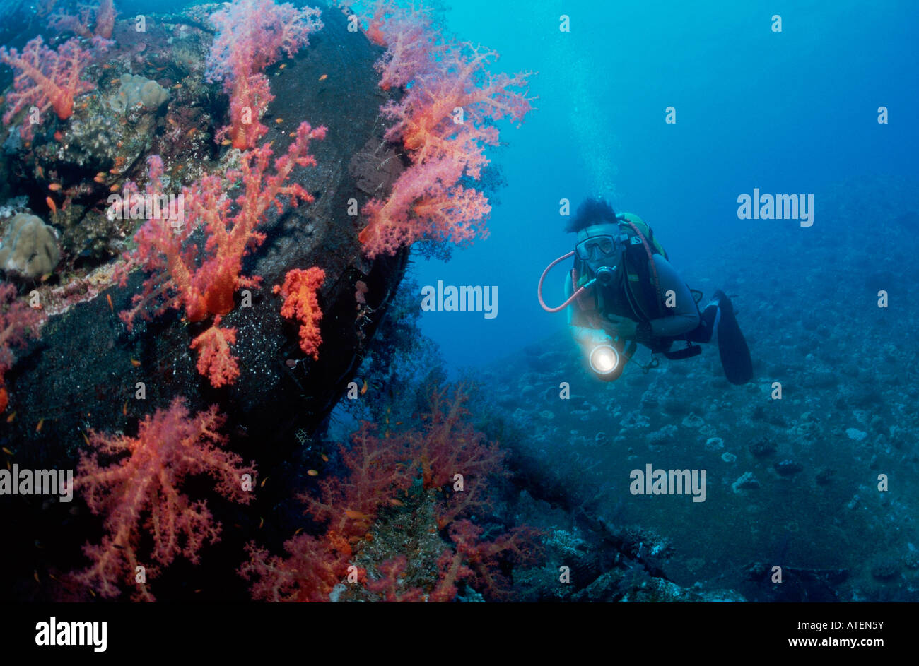 Subacqueo e coralli / Taucher und Korallen Foto Stock
