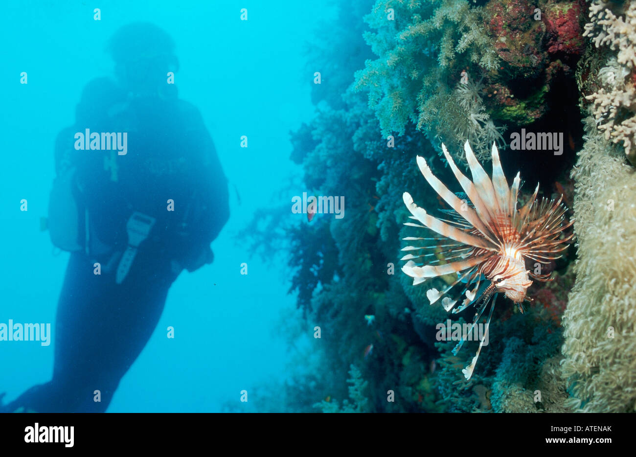 Turkeyfish / Firefish / Rotfeuerfisch Foto Stock