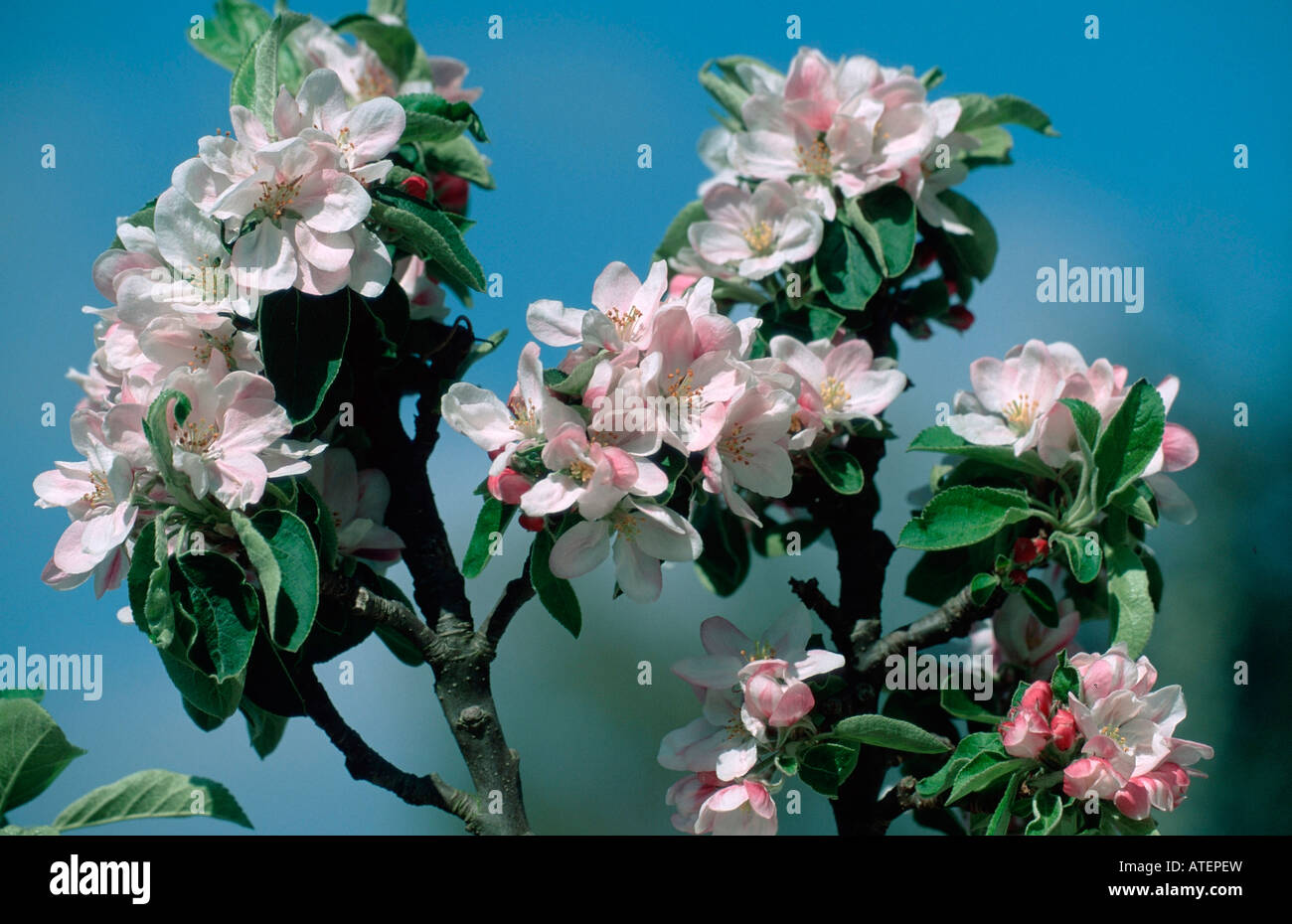 Fiori di melo Foto Stock