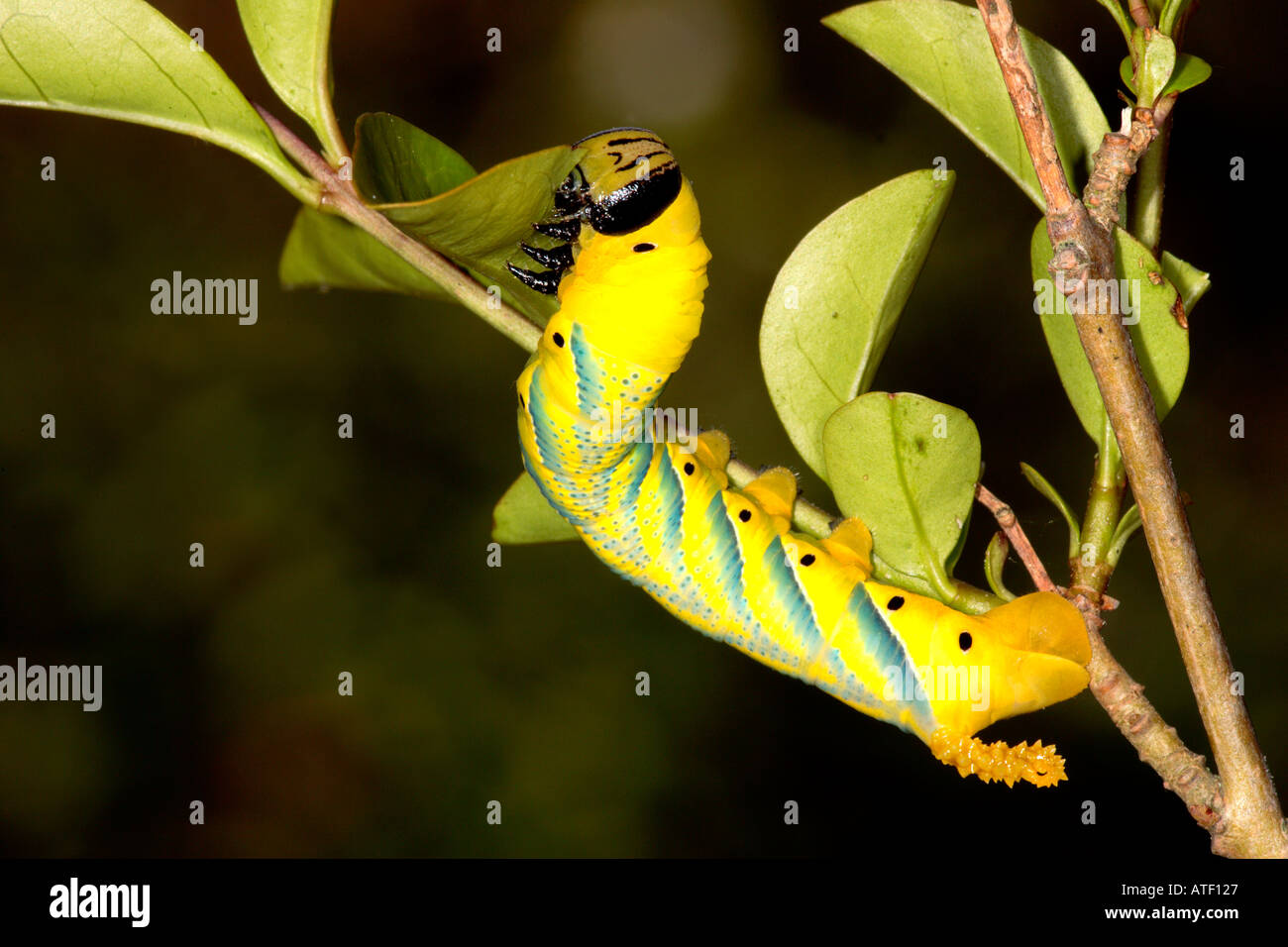 La morte la testa hawkmoth Acherontia atropo larve alimentando il ligustro potton bedfordshire Foto Stock