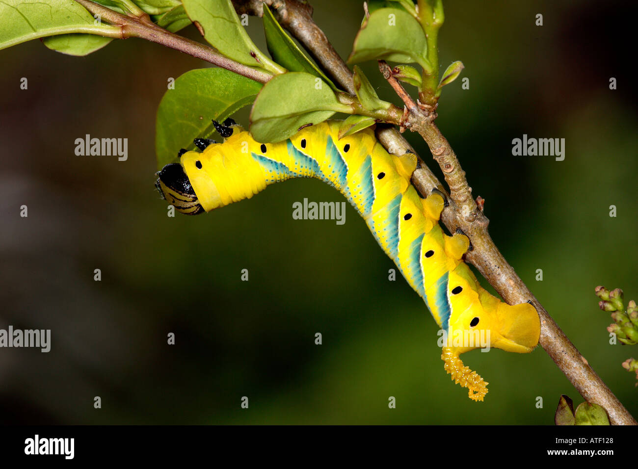 La morte la testa hawkmoth Acherontia atropo larve alimentando il ligustro potton bedfordshire Foto Stock
