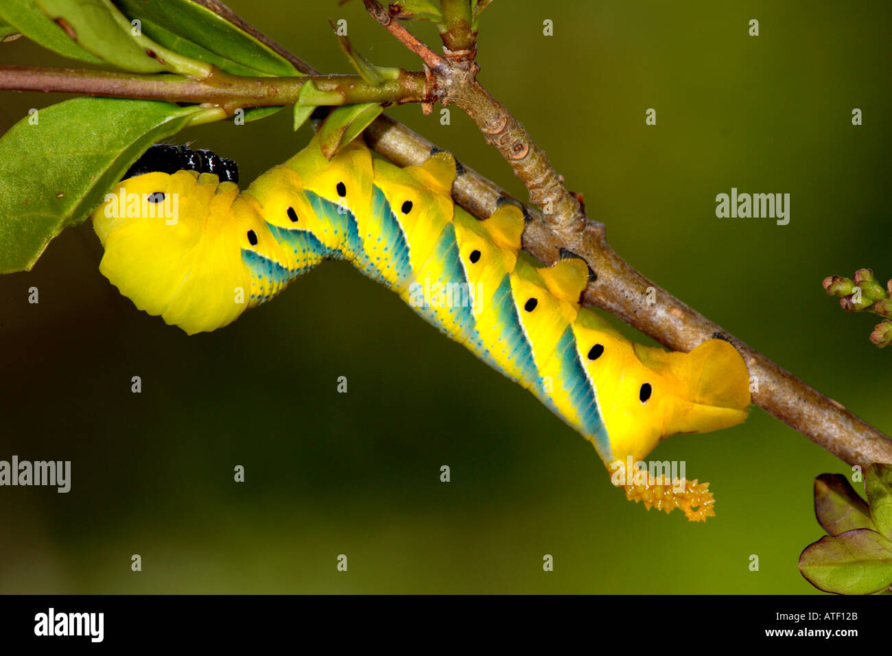 La morte la testa hawkmoth Acherontia atropo larve alimentando il ligustro potton bedfordshire Foto Stock