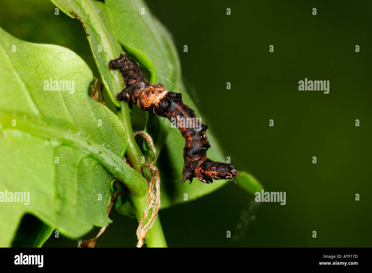 Viola Thorn Selenia tetralunaria Larva alimentazione su oak potton bedfordshire Foto Stock