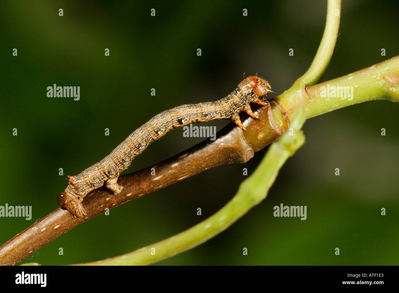 Viola Thorn Selenia tetralunaria Larva sul ramoscello di quercia potton bedfordshire Foto Stock