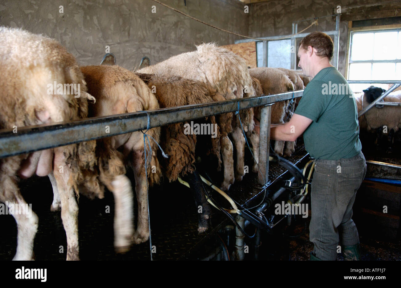 Mungitura un gregge di Poll Dorset e Poll Dorset X pecore per rendere Caws Mynydd Du sheeps formaggio di latte in Talgarth Powys Mid Wales UK Foto Stock