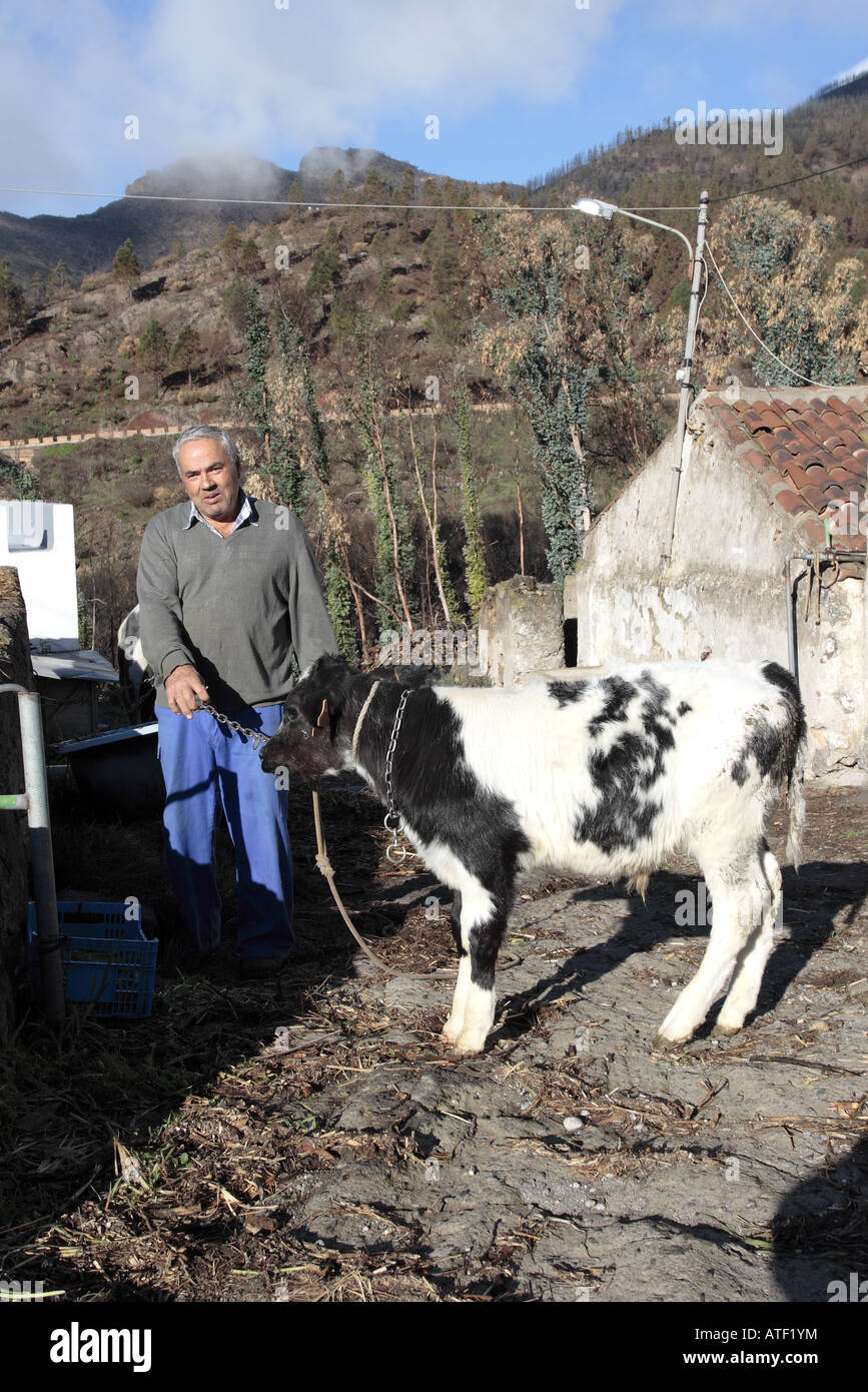 Contadino con 1 mese di vitello vecchia in Valle Arriba vicino a Santiago del Teide Tenerife Canarie Spagna Foto Stock