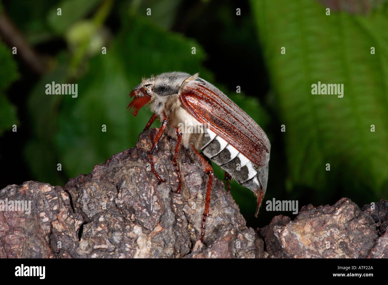 Cockchafer Melolontha melolontha Foto Stock