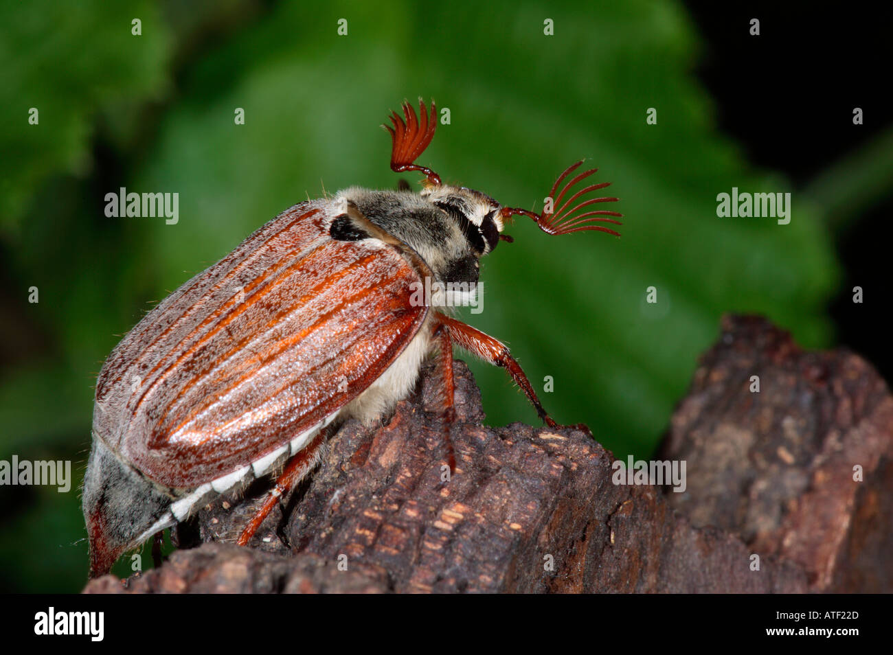 Cockchafer Melolontha melolontha Foto Stock