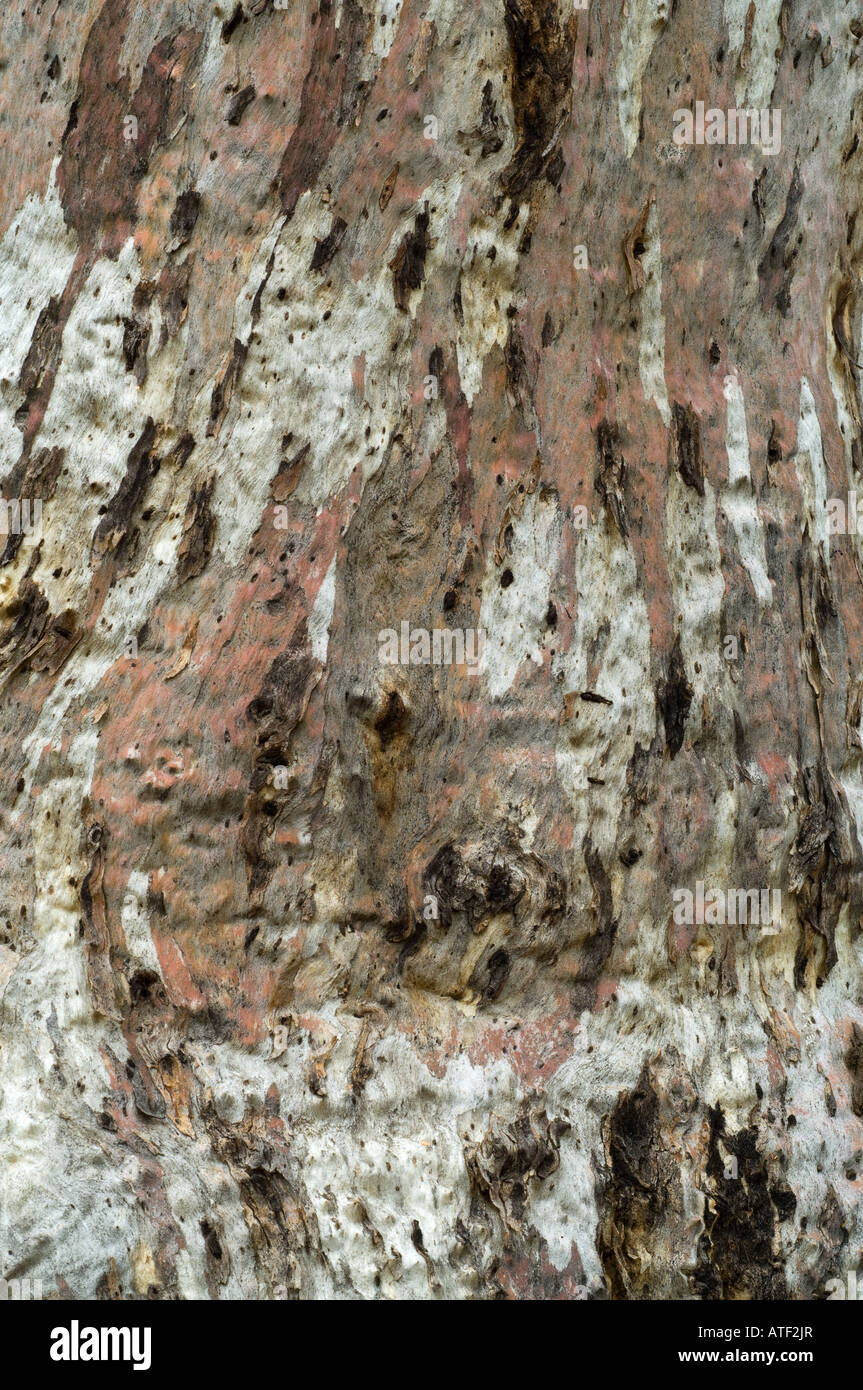 Eucalipto wandoo close up della corteccia girovagando Western Australia Settembre Foto Stock