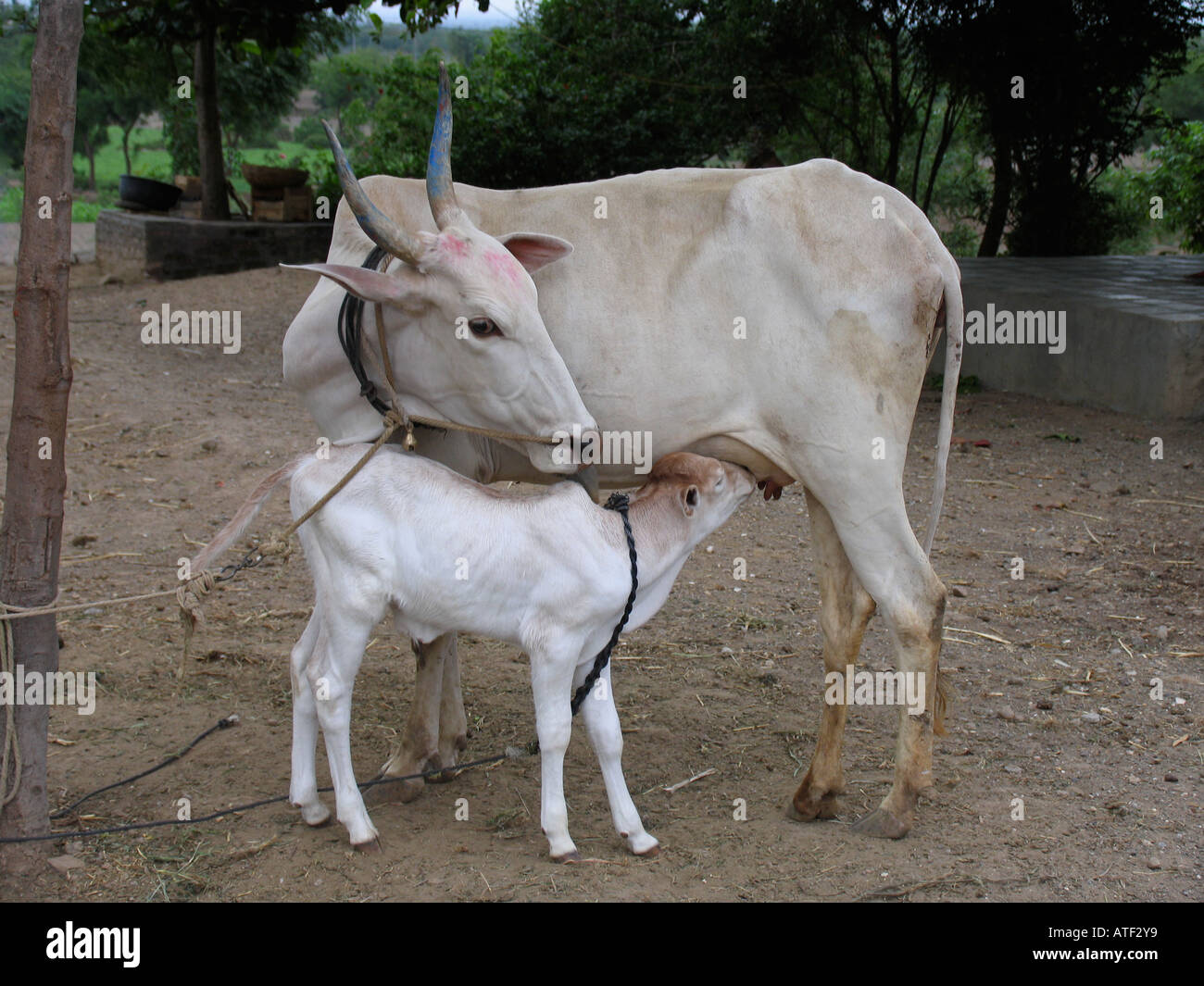 Una mucca alimentando il suo vitello Bhuleshwara Maharashtra India Foto Stock