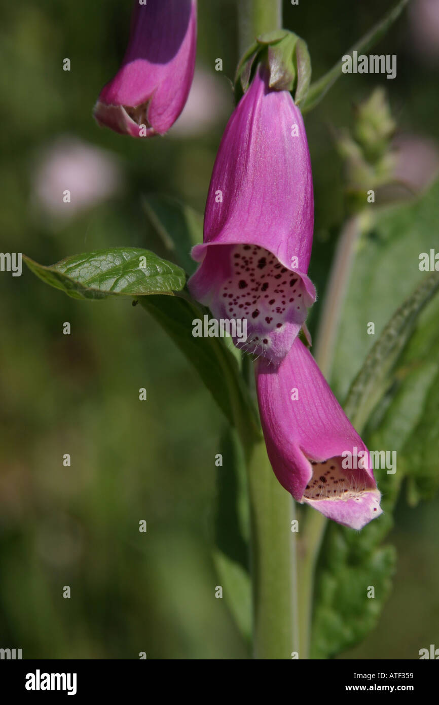 Foxglove Digitalus Foto Stock