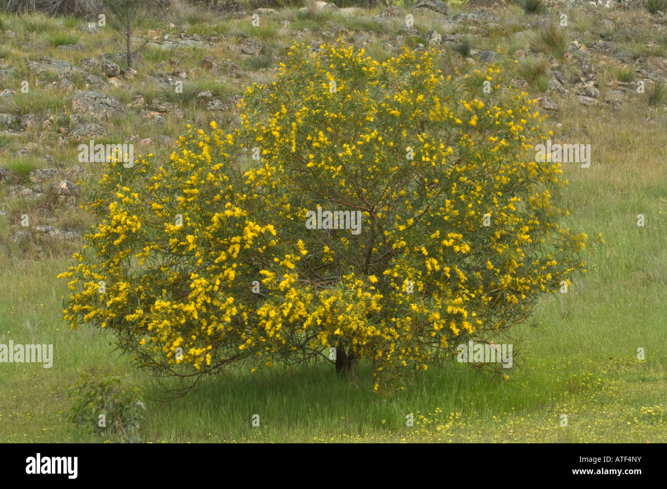 Golden Wreath graticcio (Acacia saligna) fioritura sull affioramento di granito Eden Valley Farm Narrogin Narrogin Western AU Foto Stock