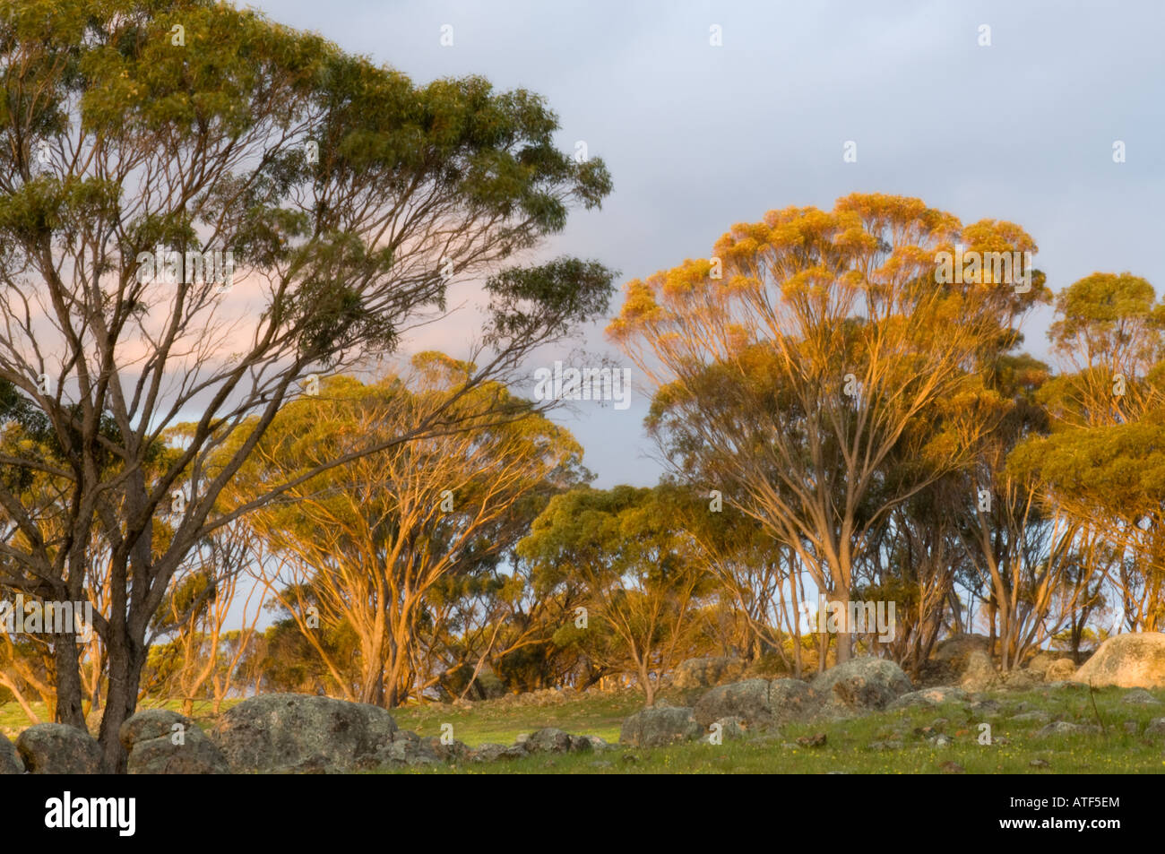 Gomma di zucchero (eucalipto cadocolyx) cresce con confettura di lamponi graticcio (Acacia acuminati) tardo pomeriggio Narrogin Farmland Western Au Foto Stock