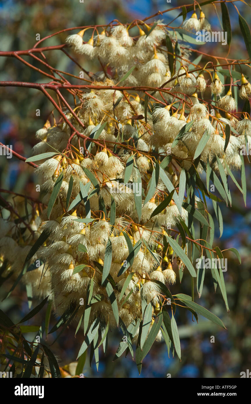 Gomma gialla South Australian Blue Gum (Eucalyptus leucoxylon "Alba") fiori, Eden Valley Farm Narrogin Western Australia, Sett. Foto Stock