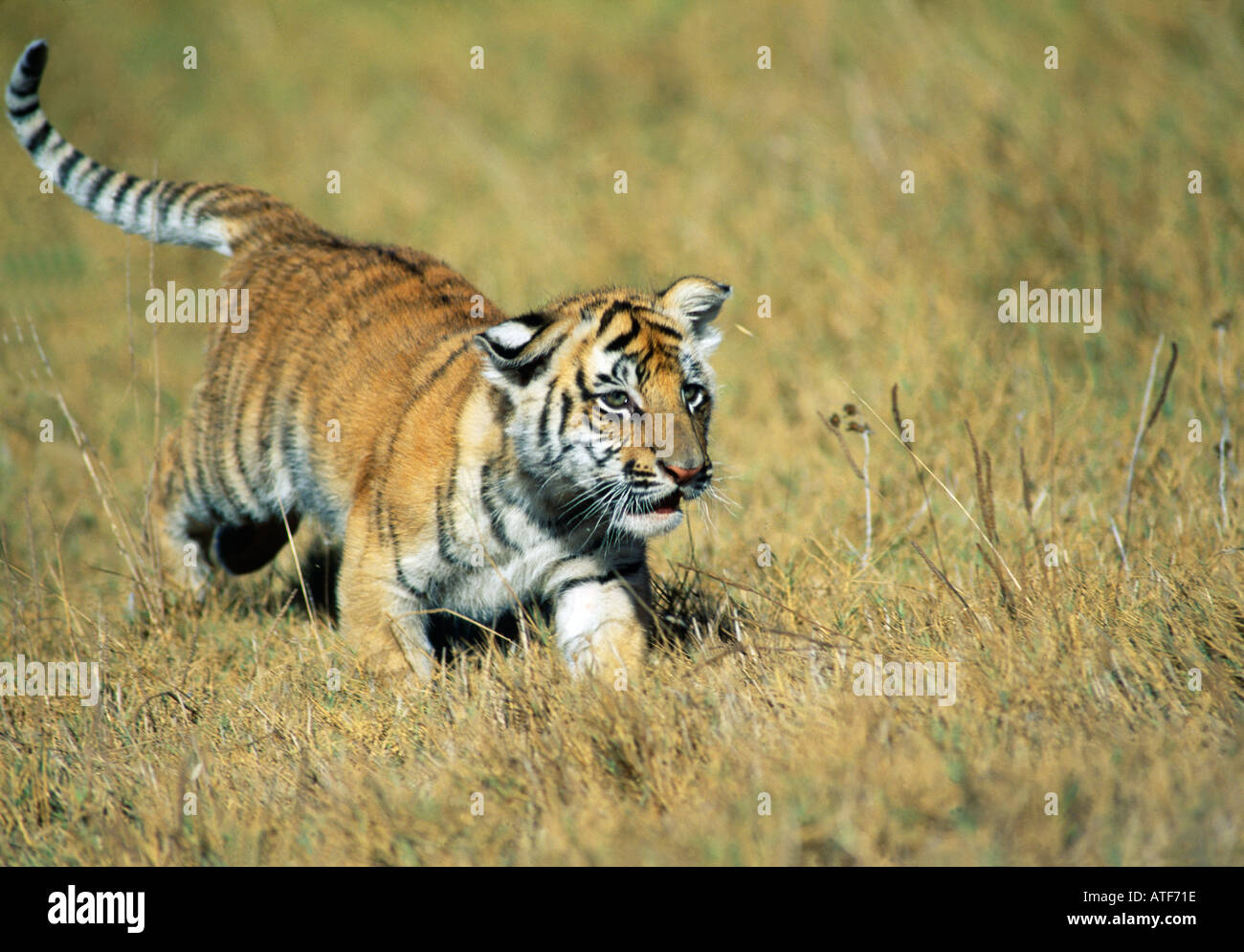 Tigre del Bengala cub in esecuzione in erba modello della fauna selvatica Foto Stock